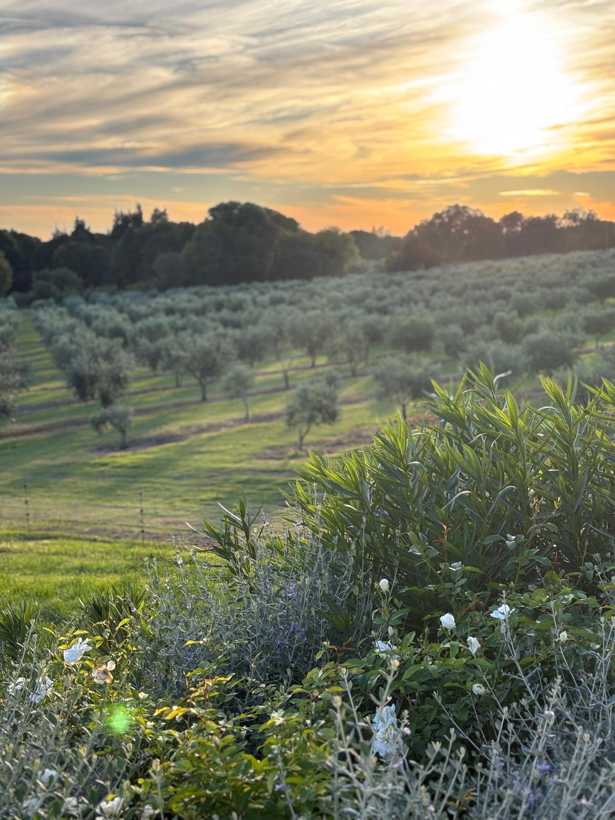 Sunset over the olive grove